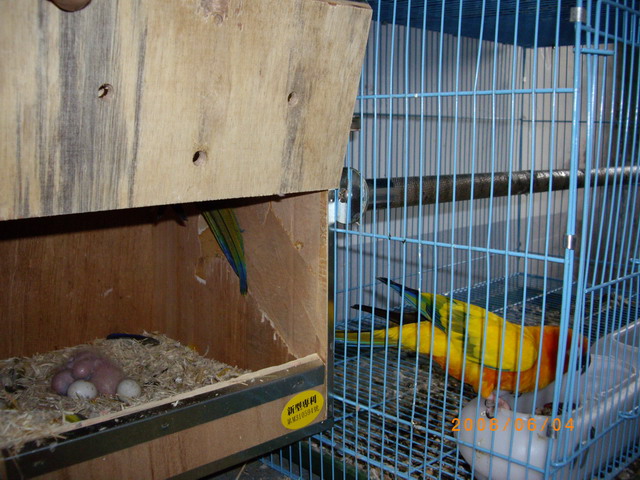 金太陽種鳥
