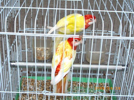 儲備種鳥
