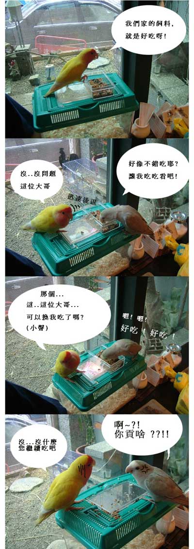 全世界最和平的小鸚-1