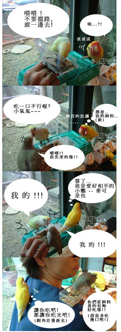 全世界最和平的小鸚2
