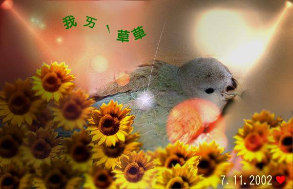花叢裡ㄉ小櫻