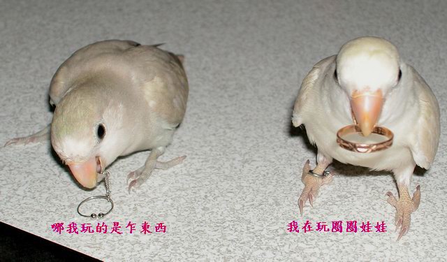 各玩各的