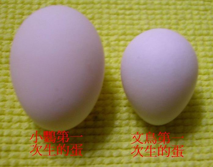 蛋蛋蛋………大小蛋