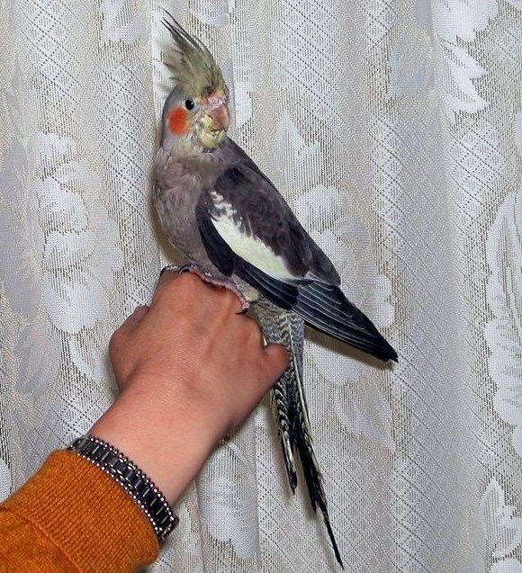 黑玄鳳豆豆