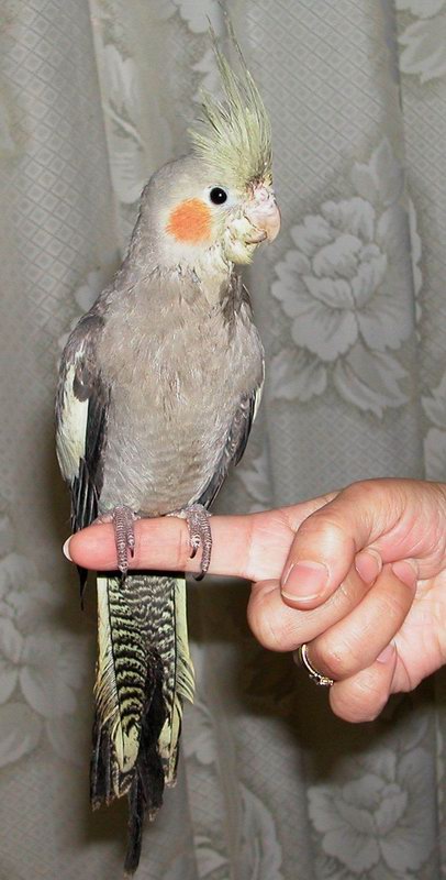 黑玄鳳豆豆