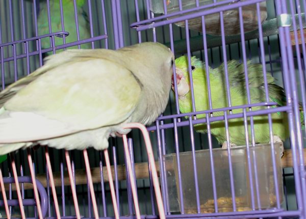 吵架