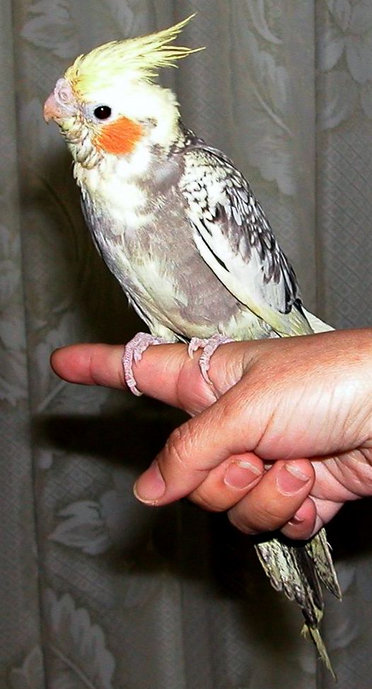 珍珠派特玄鳳