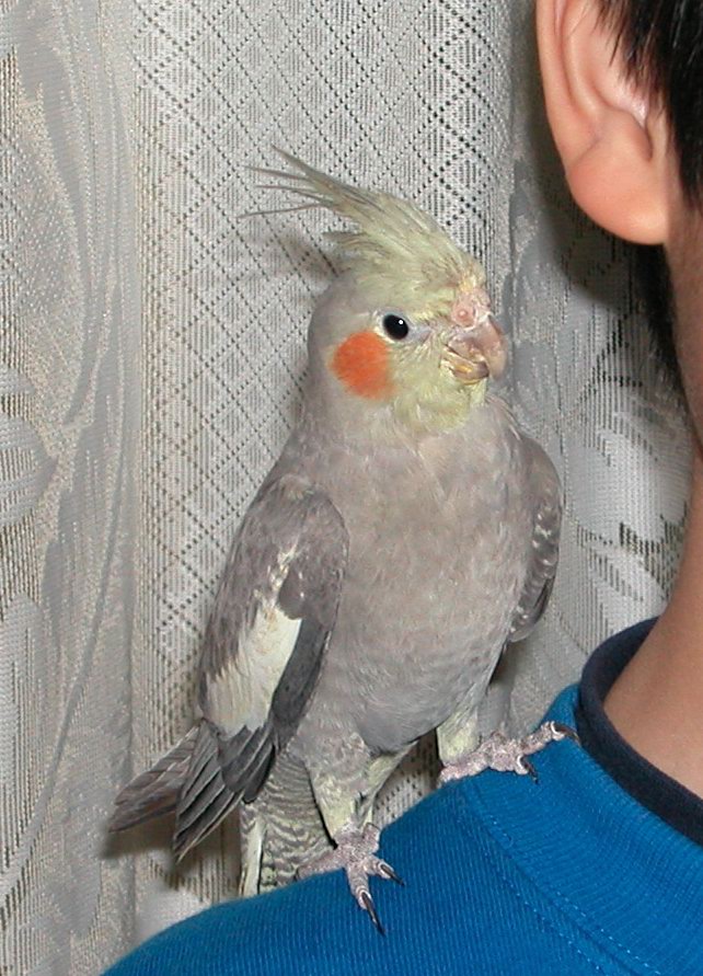 肩膀上的黑玄鳳