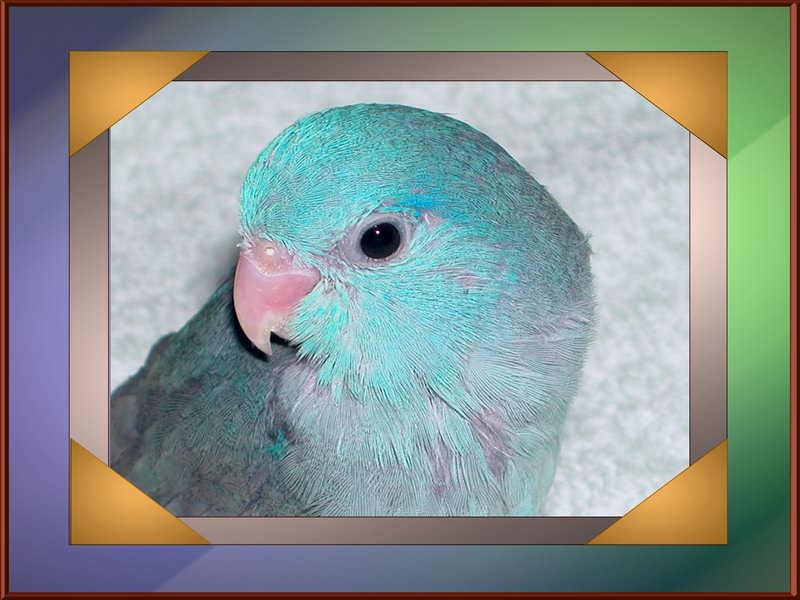 我是什麼鳥