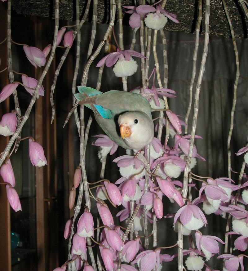 春石斛上花與鳥