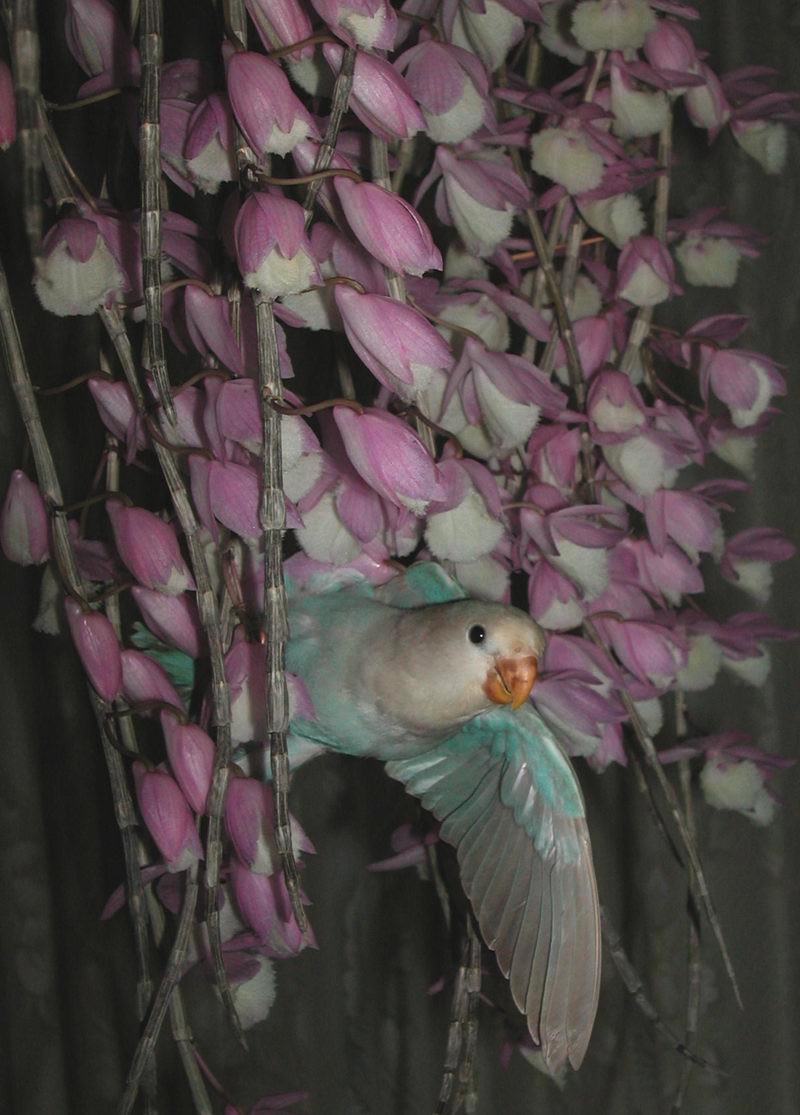 花叢之鳥