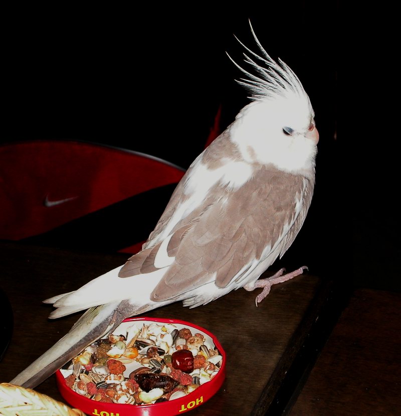 0620鳥聚