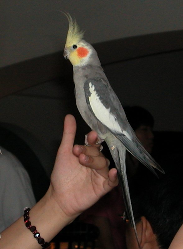 0620鳥聚