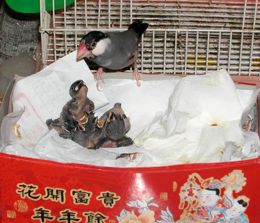 室外養兒