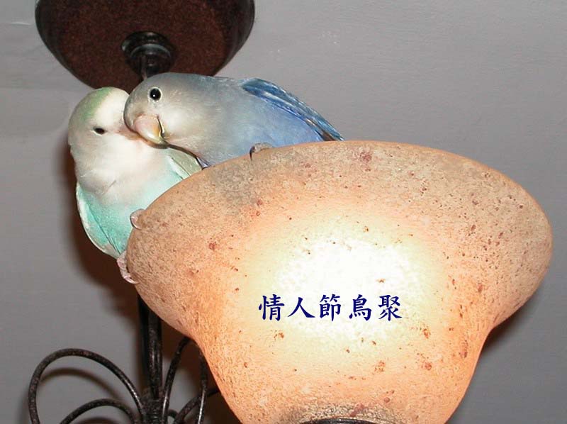 晃晃小鸚