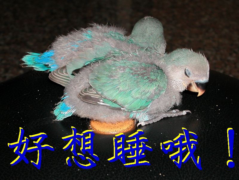 好想睡哦！