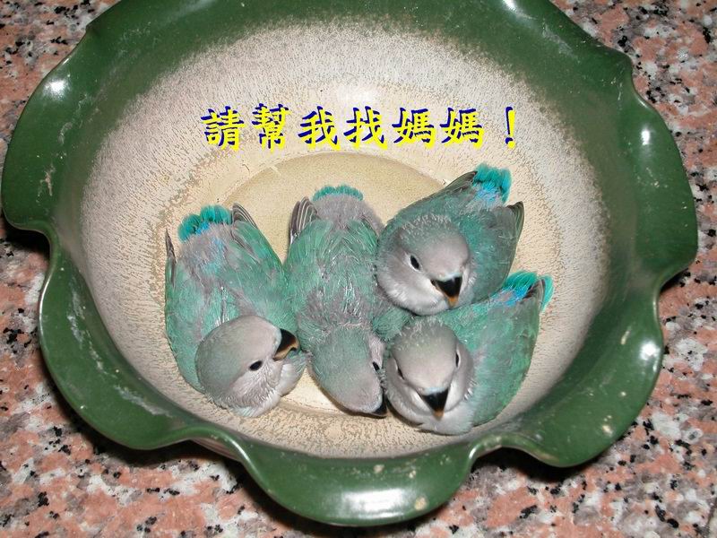 請幫我找媽媽！