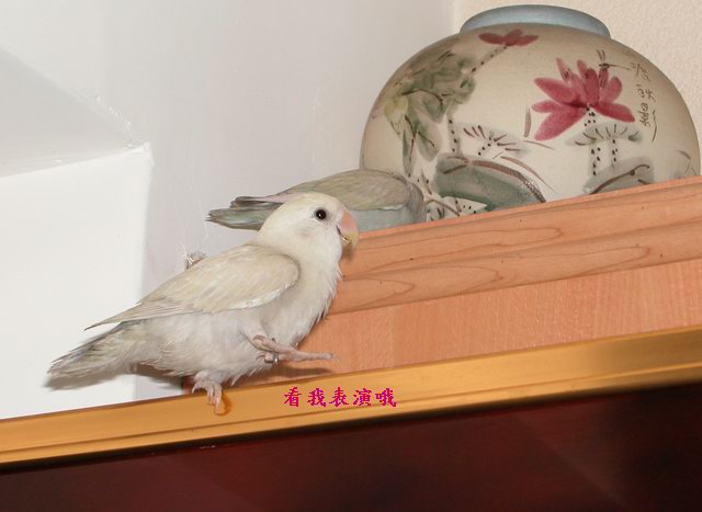 表演