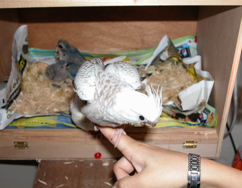 想飛！