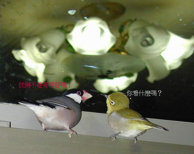 哥兒倆