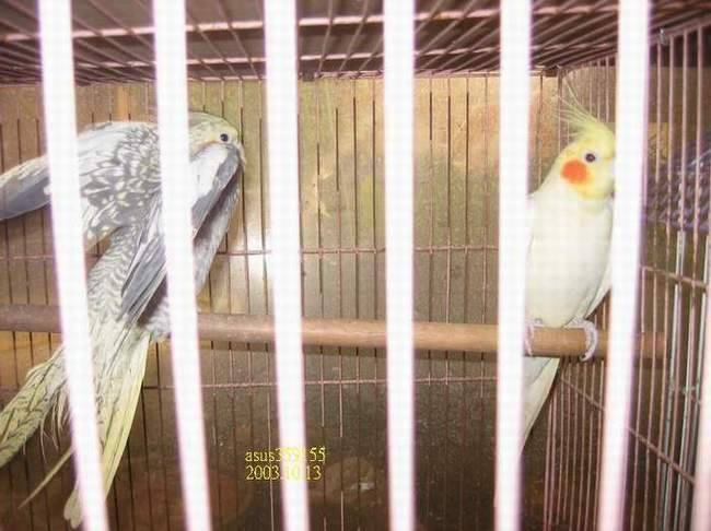 玄鳳