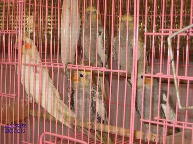 玄鳳