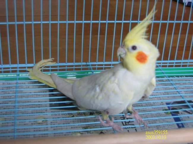 黃化玄鳳