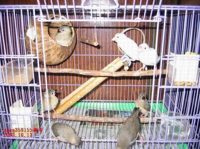文鳥