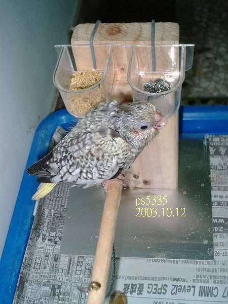 珍珠玄鳳