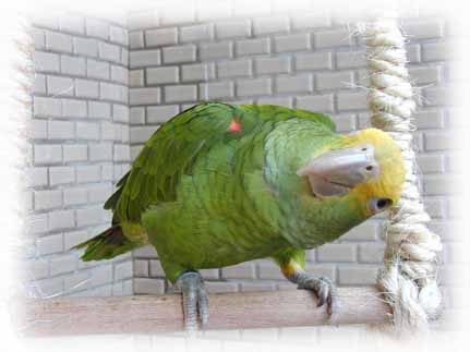 hugoho