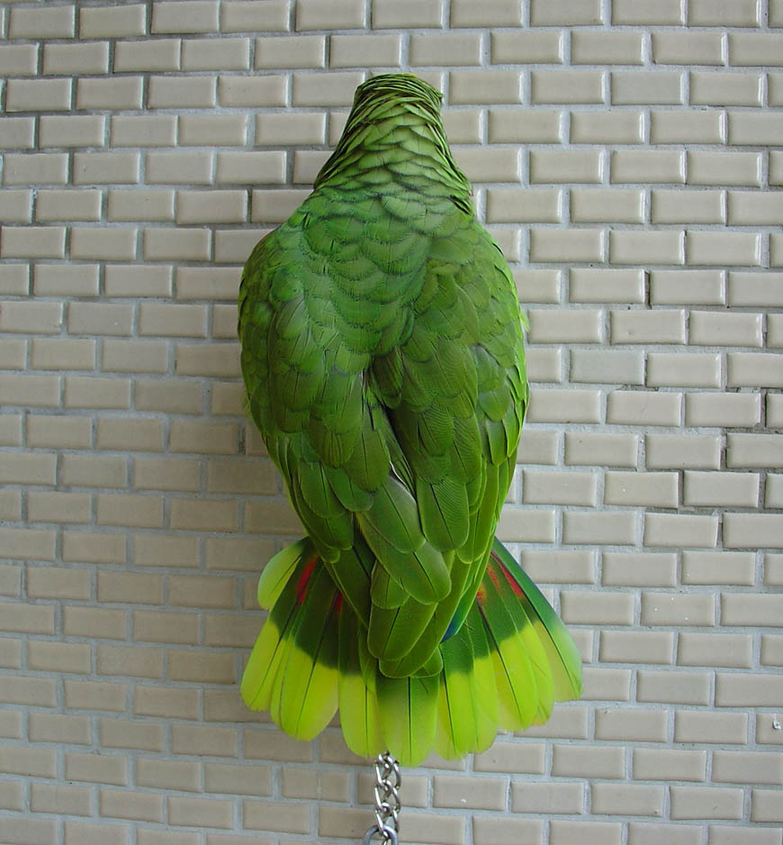 看偶的美背..