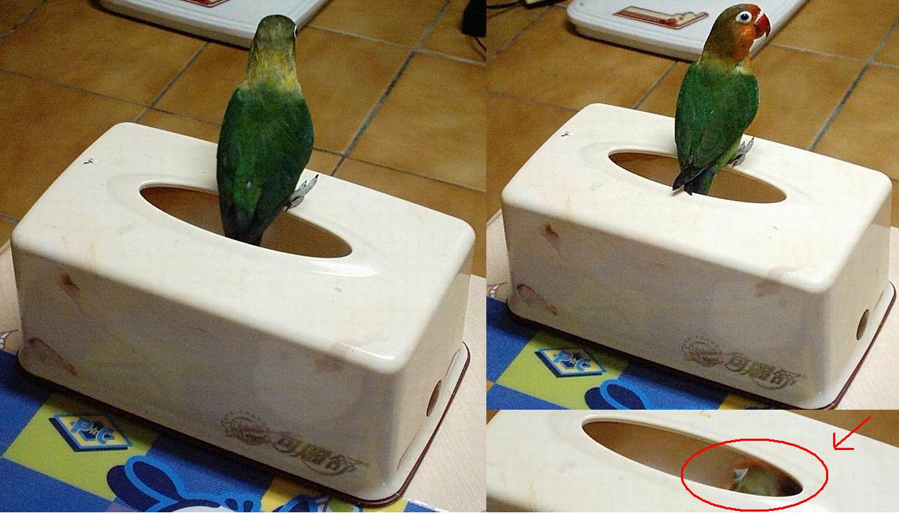 打地鼠遊戲