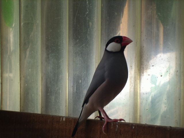 盡責的公文鳥