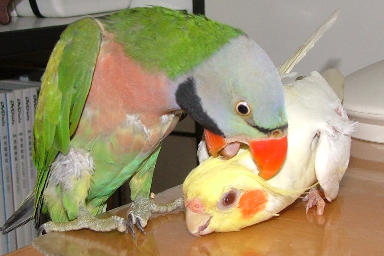 達摩大戰玄鳳~我投降了