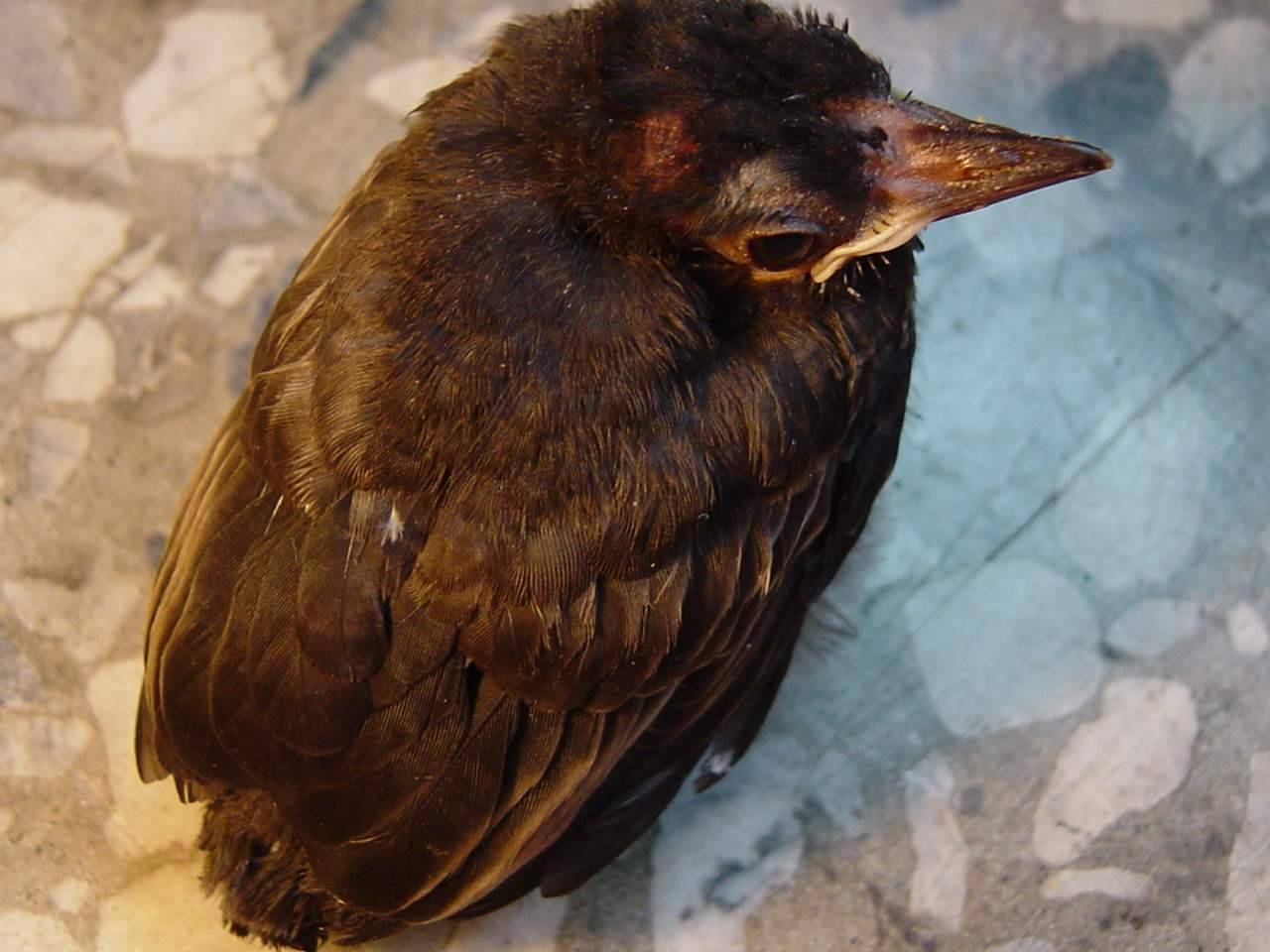 這是什麼鳥