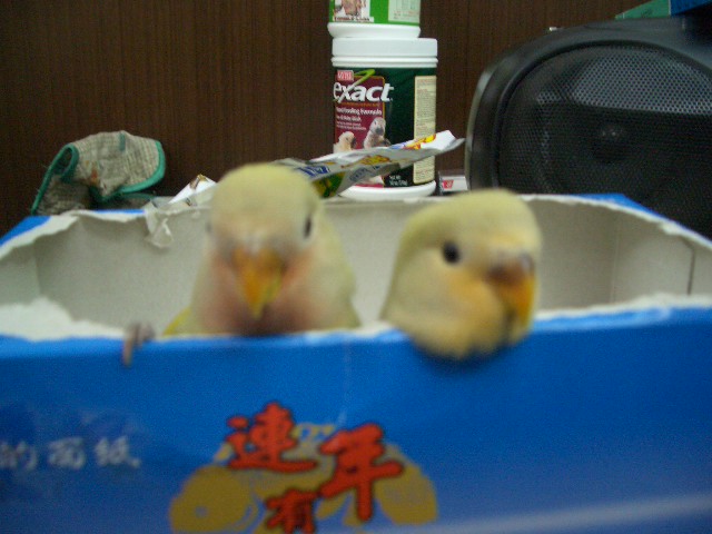斷頭台~