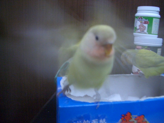 天使來了嗎??