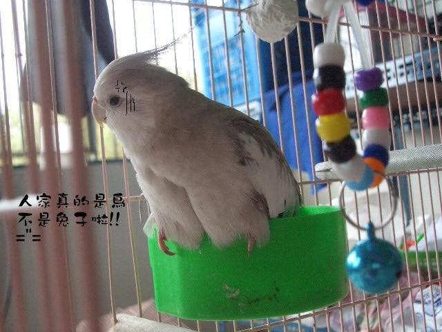 我真的是鳥!!