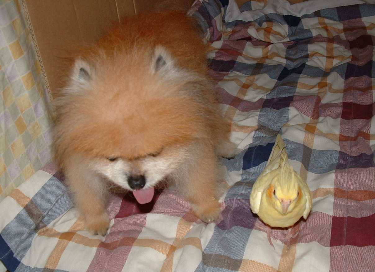 兩小無猜