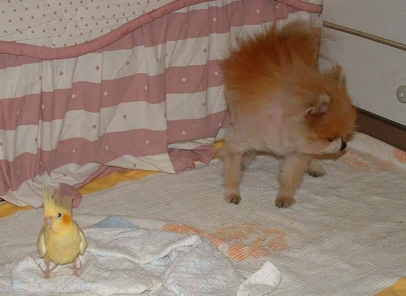有心結