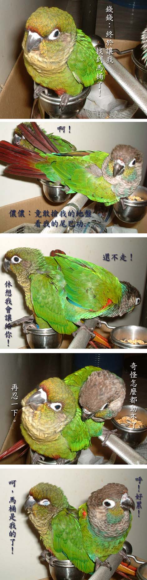 搶馬桶