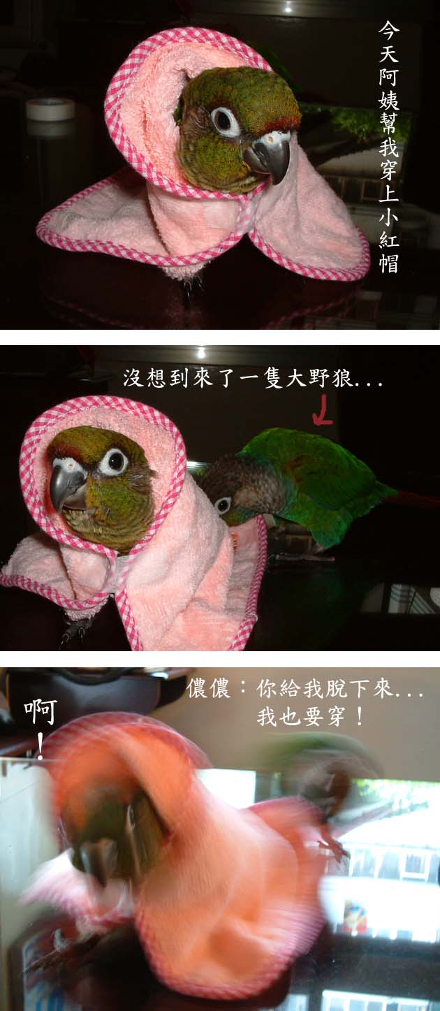 小紅帽受難記