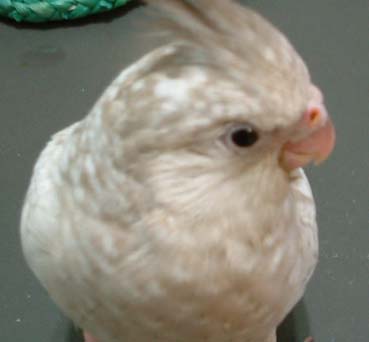 右臉比較美