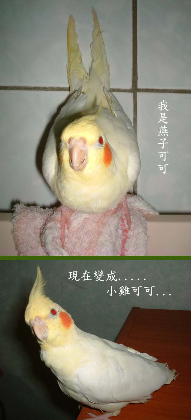 小雞可可