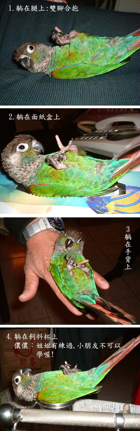 儂儂躺姿