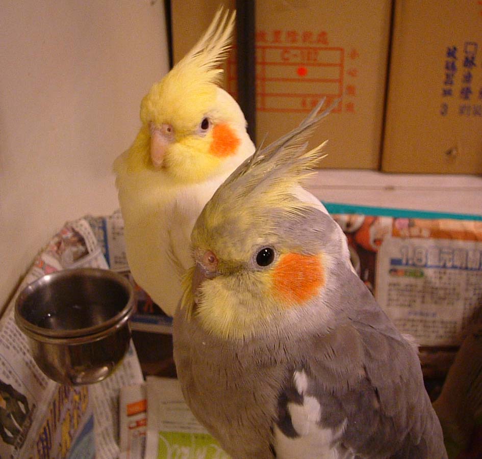 兩顆玄鳳球