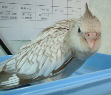 瞪你喔