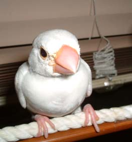 這樣的文鳥
