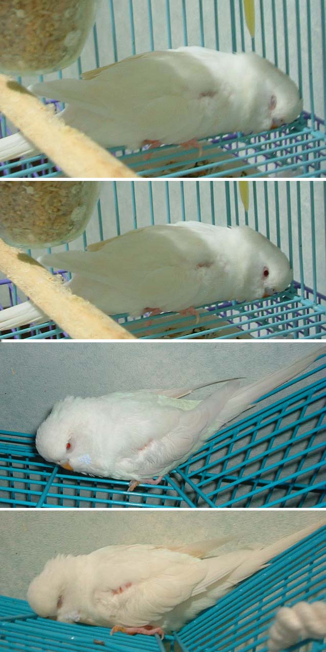 裝死睡覺又二章