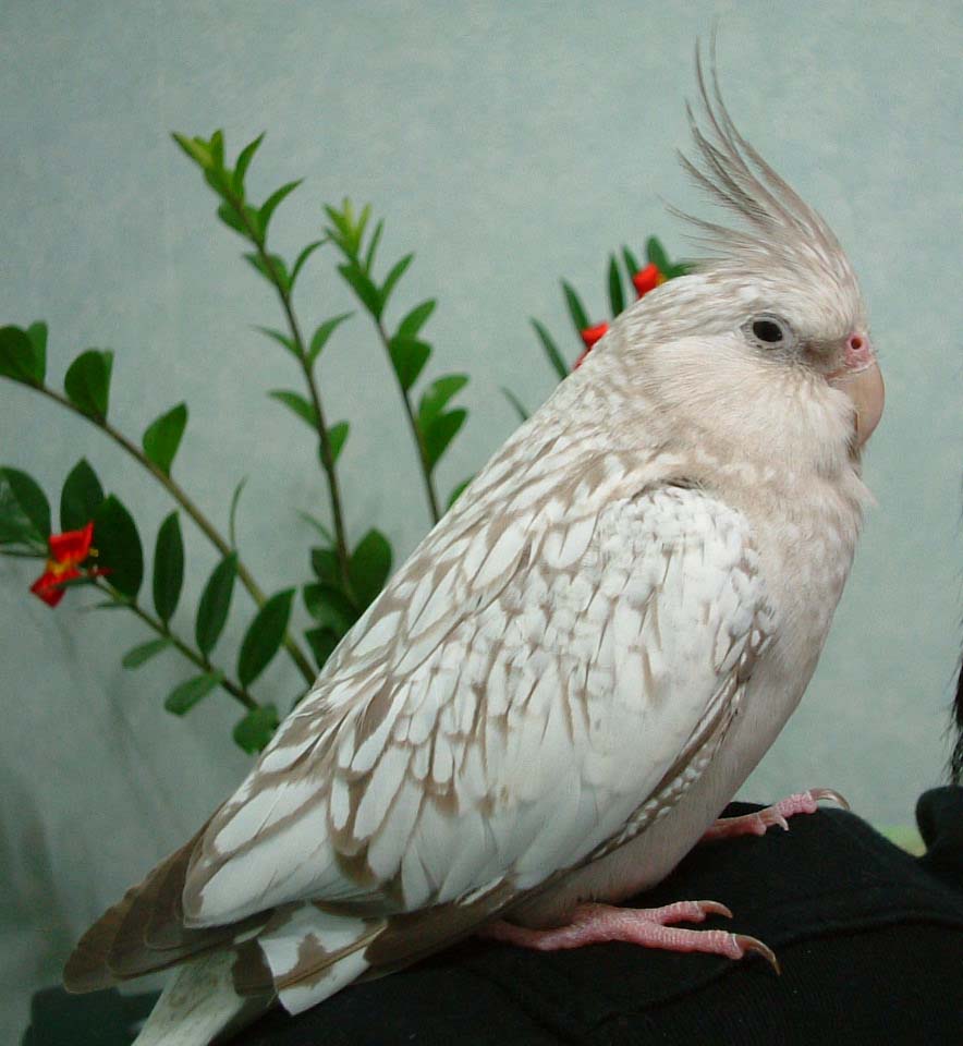 偽裝孔雀的玄鳳